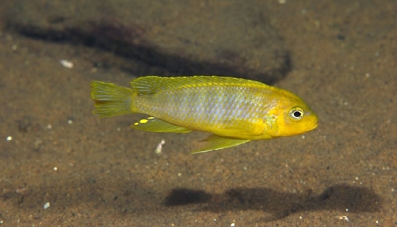 Maylandia sp. 'lime nkhomo' Mbenji Island